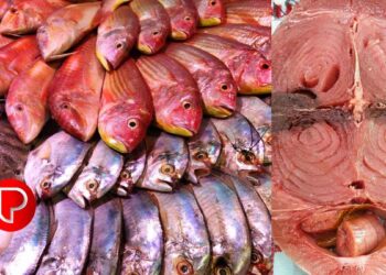 ഓപ്പറേഷൻ മത്സ്യ: കോഴിക്കോട് ജില്ലയില്‍ പിടികൂടിയത് 125 കിലോ മത്സ്യം