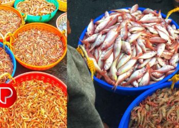 ഓപ്പറേഷൻ മത്സ്യ: കോഴിക്കോട് ജില്ലയില്‍ പിടികൂടിയത് 125 കിലോ മത്സ്യം