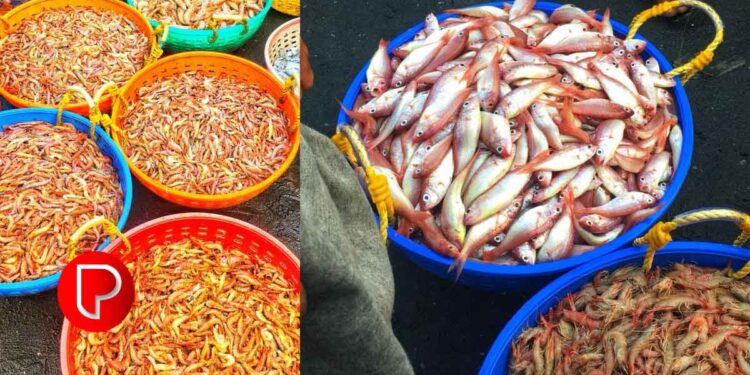 ഓപ്പറേഷൻ മത്സ്യ: കോഴിക്കോട് ജില്ലയില്‍ പിടികൂടിയത് 125 കിലോ മത്സ്യം