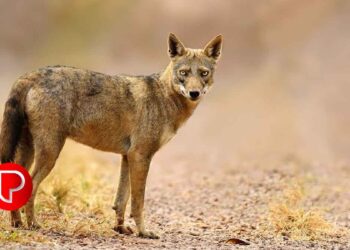 താനൂർ മേഖലയിൽ കുറുക്കൻ ശല്യം