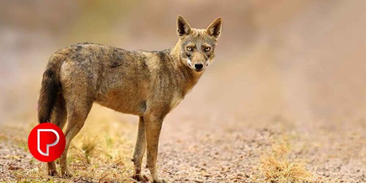 താനൂർ മേഖലയിൽ കുറുക്കൻ ശല്യം