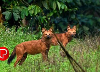 കൊയിലാണ്ടിയിൽ മരം വീണ് പൊട്ടിവീണ വൈദ്യുതി ലൈനില്‍ നിന്ന് ഷോക്കേറ്റ് എട്ട് കുറുക്കന്മാർ ചത്തു