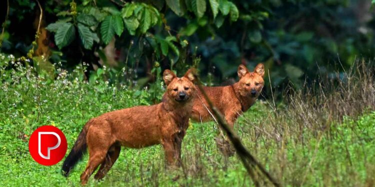 കൊയിലാണ്ടിയിൽ മരം വീണ് പൊട്ടിവീണ വൈദ്യുതി ലൈനില്‍ നിന്ന് ഷോക്കേറ്റ് എട്ട് കുറുക്കന്മാർ ചത്തു