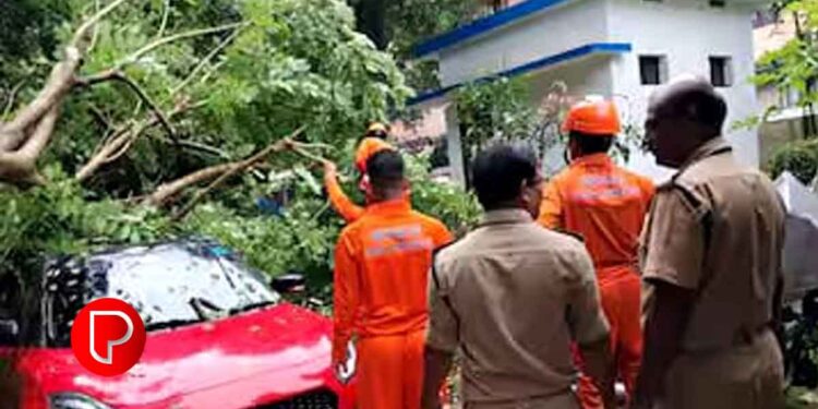 കനത്ത മഴയിലും കാറ്റിലും കോഴിക്കോട് വ്യാപക നാശനഷ്ടം; താമരശേരി പൊലീസ് സ്‌റ്റേഷനിൽ കാറിനു മുകളിൽ മരം വീണു അപകടം