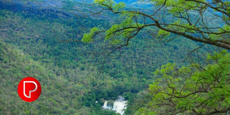 വനമഹോത്സവം സമാപനം ഇന്ന് കാടുണ്ടെങ്കിലേ നാടുള്ളൂ : മന്ത്രി എ.കെ.ശശീന്ദ്രൻ