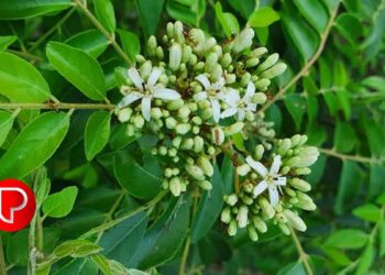 കറിവേപ്പില കളയരുത്, ഗുണം ചെറുതല്ല