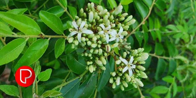 കറിവേപ്പില കളയരുത്, ഗുണം ചെറുതല്ല