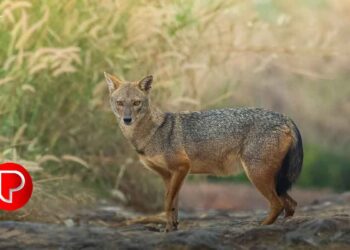 അത്തോളി മൊടക്കല്ലൂരിൽ കുറുനരിയുടെ കടിയേറ്റ് നാലുപേര്‍ക്ക് ഗുരുതര പരിക്ക്