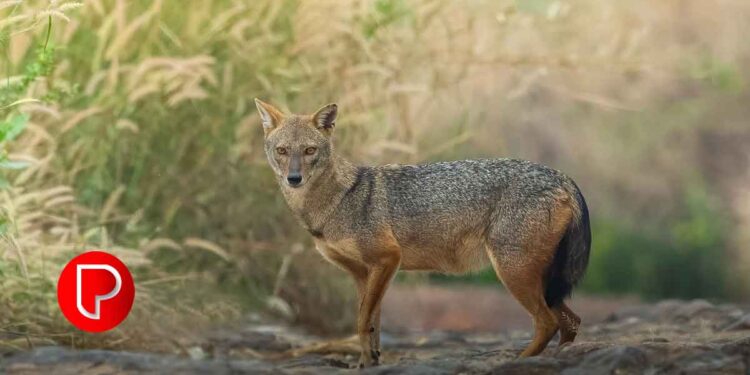 അത്തോളി മൊടക്കല്ലൂരിൽ കുറുനരിയുടെ കടിയേറ്റ് നാലുപേര്‍ക്ക് ഗുരുതര പരിക്ക്