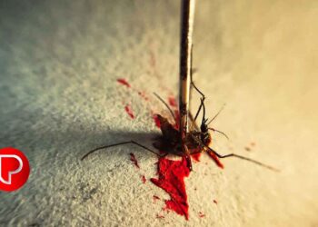 പനി പടരുന്നു; അഞ്ച് ദിവസത്തിനിടെ 493 പേർക്ക് ഡെങ്കിപ്പനി