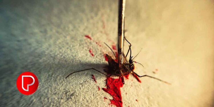 പനി പടരുന്നു; അഞ്ച് ദിവസത്തിനിടെ 493 പേർക്ക് ഡെങ്കിപ്പനി