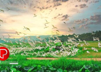 കുറ്റ്യാടി മണ്ഡലത്തില്‍ നെല്ല് ഉത്പാദനത്തില്‍ വൻ വര്‍ധന