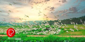 കുറ്റ്യാടി മണ്ഡലത്തില്‍ നെല്ല് ഉത്പാദനത്തില്‍ വൻ വര്‍ധന