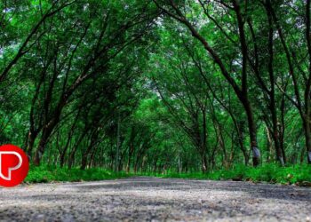 റബ്ബര്‍ വിലസ്ഥിരതാ ഫണ്ട് വര്‍ധിപ്പിക്കണം – കോടഞ്ചേരി റബ്ബർ ഉത്പാദക സംഘം വാർഷിക പൊതുയോഗം