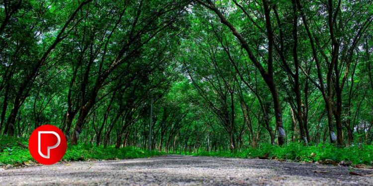 റബ്ബര്‍ വിലസ്ഥിരതാ ഫണ്ട് വര്‍ധിപ്പിക്കണം – കോടഞ്ചേരി റബ്ബർ ഉത്പാദക സംഘം വാർഷിക പൊതുയോഗം