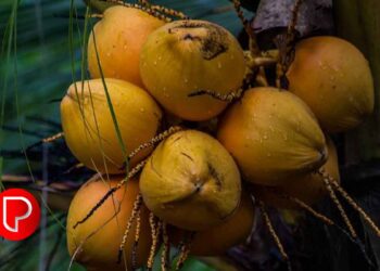 മാവൂർ ഗ്രാമപഞ്ചായത്തിൽ കേരഗ്രാമം പദ്ധതി നടപ്പിലാക്കാൻ തീരുമാനം: പി.ടി.എ റഹീം എംഎൽഎ