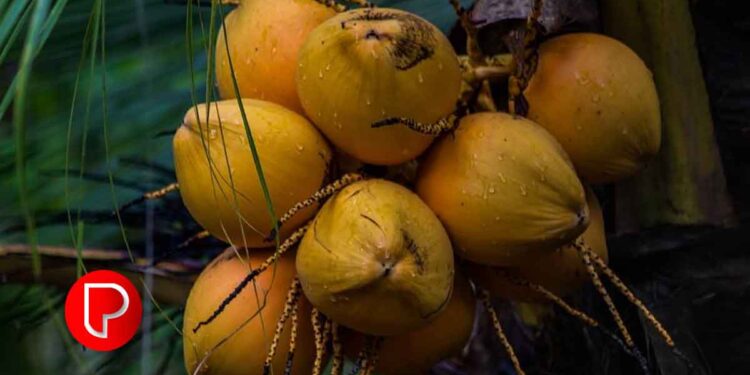 മാവൂർ ഗ്രാമപഞ്ചായത്തിൽ കേരഗ്രാമം പദ്ധതി നടപ്പിലാക്കാൻ തീരുമാനം: പി.ടി.എ റഹീം എംഎൽഎ