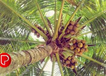 മാവൂർ ഗ്രാമപഞ്ചായത്തിൽ കേരഗ്രാമം പദ്ധതി നടപ്പിലാക്കാൻ തീരുമാനം: പി.ടി.എ റഹീം എംഎൽഎ