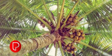 മാവൂർ ഗ്രാമപഞ്ചായത്തിൽ കേരഗ്രാമം പദ്ധതി നടപ്പിലാക്കാൻ തീരുമാനം: പി.ടി.എ റഹീം എംഎൽഎ