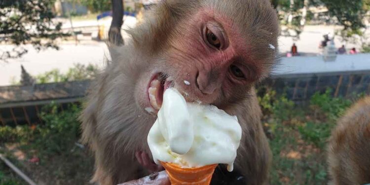 അതിരപ്പിള്ളിയില്‍ വിനോദയാത്രക്കെത്തിയ യുവതി കടയില്‍ നിന്നും ഐസ്‌ക്രീം വാങ്ങി കഴിക്കുന്നതിനിടെ കുരങ്ങിന്റെ ആക്രമണം