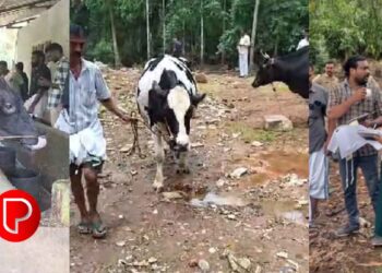 ഫാമിൽ നിന്ന് മാലിന്യം; മുന്നറിയിപ്പ് നൽകിയിട്ടും അവഗണിച്ചു; നടപടിയുമായി പെരുവയൽ പഞ്ചായത്ത്; 16 കന്നുകാലികളെ ഒറ്റയടിക്ക് പിടികൂടി ലേലം ചെയ്തു