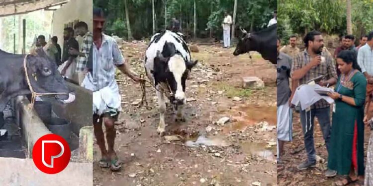ഫാമിൽ നിന്ന് മാലിന്യം; മുന്നറിയിപ്പ് നൽകിയിട്ടും അവഗണിച്ചു; നടപടിയുമായി പെരുവയൽ പഞ്ചായത്ത്; 16 കന്നുകാലികളെ ഒറ്റയടിക്ക് പിടികൂടി ലേലം ചെയ്തു