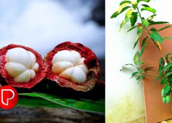 ക്ലസ്റ്റർ അധിഷ്ഠിത ഫല വർഗ്ഗ കൃഷി; സംസ്ഥാന തല ഉദ്ഘാടനം 22ന് മുഹമ്മയിൽ