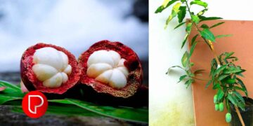 ക്ലസ്റ്റർ അധിഷ്ഠിത ഫല വർഗ്ഗ കൃഷി; സംസ്ഥാന തല ഉദ്ഘാടനം 22ന് മുഹമ്മയിൽ