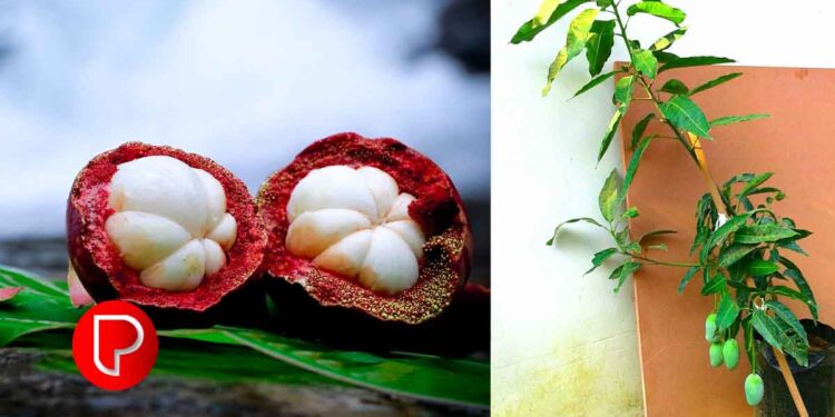 ക്ലസ്റ്റർ അധിഷ്ഠിത ഫല വർഗ്ഗ കൃഷി; സംസ്ഥാന തല ഉദ്ഘാടനം 22ന് മുഹമ്മയിൽ