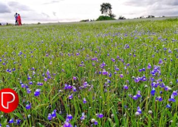 താമരശ്ശേരിയിൽ കുപ്രസിദ്ധ മയക്കുമരുന്ന് കച്ചവടക്കാരി പിടിയില്‍; എംഡിഎംഎയും കഞ്ചാവും പിടിച്ചെടുത്തു