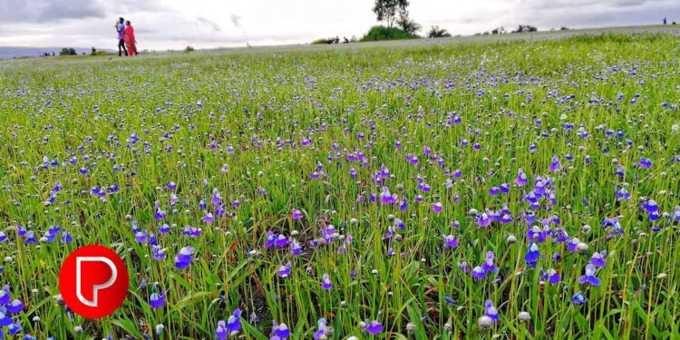 താമരശ്ശേരിയിൽ കുപ്രസിദ്ധ മയക്കുമരുന്ന് കച്ചവടക്കാരി പിടിയില്‍; എംഡിഎംഎയും കഞ്ചാവും പിടിച്ചെടുത്തു