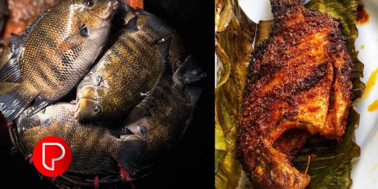 പെരുവണ്ണാമൂഴി കൃഷി വിജ്ഞാന കേന്ദ്രം ശുദ്ധജല ഭക്ഷ്യ മത്സ്യകൃഷി എന്ന വിഷയത്തില്‍ ഏകദിന പരിശീലന പരിപാടി സംഘടിപ്പിക്കുന്നു