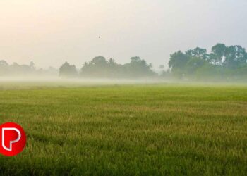 മാവൂർ പാടത്ത് 65 ഏക്കറിൽ നെൽക്കൃഷി