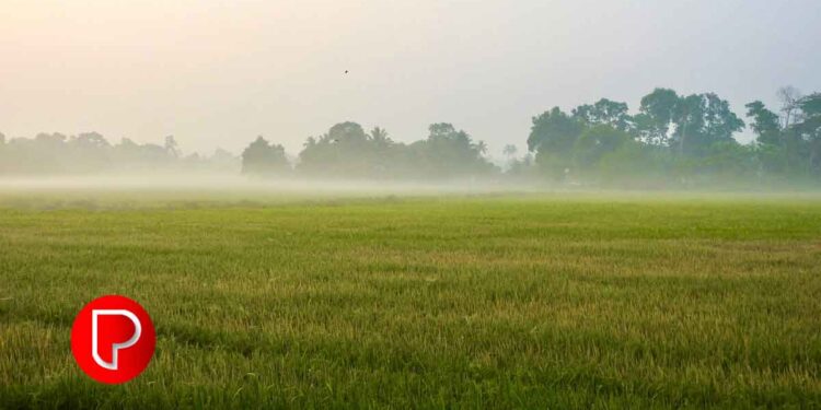 മാവൂർ പാടത്ത് 65 ഏക്കറിൽ നെൽക്കൃഷി