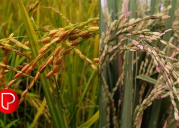 നെല്ല് സംഭരണം: കർഷക രജിസ്‌ട്രേഷൻ ആഗസ്റ്റ് 25 മുതൽ