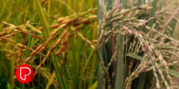 നെല്ല് സംഭരണം: കർഷക രജിസ്‌ട്രേഷൻ ആഗസ്റ്റ് 25 മുതൽ