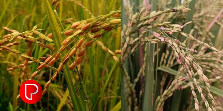 നെല്ല് സംഭരണം: കർഷക രജിസ്‌ട്രേഷൻ ആഗസ്റ്റ് 25 മുതൽ