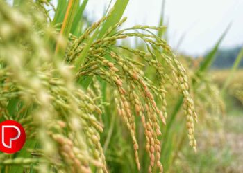 നെല്ല് സംഭരണം: കർഷക രജിസ്‌ട്രേഷൻ ആഗസ്റ്റ് 25 മുതൽ