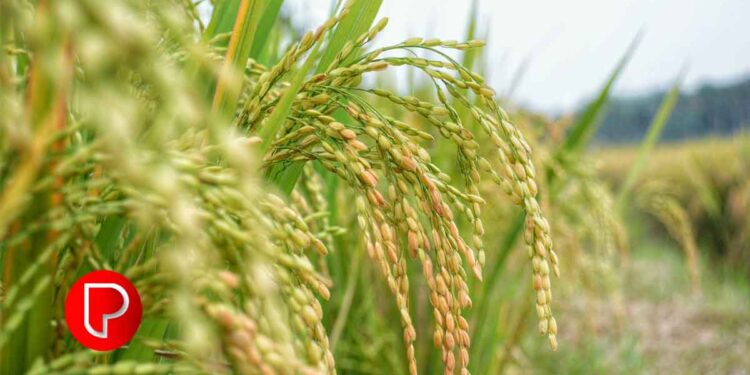 നെല്ല് സംഭരണം: കർഷക രജിസ്‌ട്രേഷൻ ആഗസ്റ്റ് 25 മുതൽ