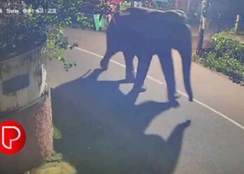 പേരാമ്പ്രയിൽ കാട്ടാന ഇറങ്ങി, നടക്കാനിറങ്ങിയ നാട്ടുകാരാണ് നഗരത്തോട് ചേർന്നുള്ള സ്ഥലത്ത് ആനയെ കണ്ടത്