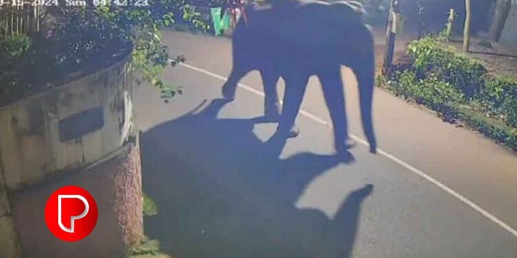 പേരാമ്പ്രയിൽ കാട്ടാന ഇറങ്ങി, നടക്കാനിറങ്ങിയ നാട്ടുകാരാണ് നഗരത്തോട് ചേർന്നുള്ള സ്ഥലത്ത് ആനയെ കണ്ടത്