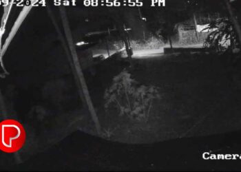 താമരശ്ശേരിയിൽ വാഴക്കുല മോഷണം വ്യാപകം; ക്യാമറയില്‍ കിട്ടിയത് ബൈക്കില്‍ വന്നവരുടെ ദൃശ്യങ്ങള്‍, ആളെ തിരിച്ചറിഞ്ഞില്ല