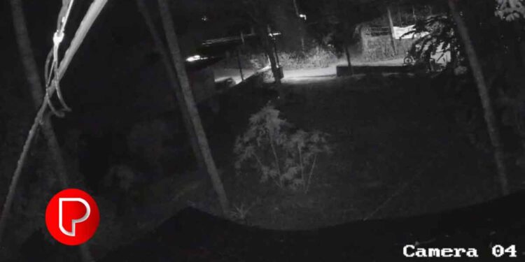 താമരശ്ശേരിയിൽ വാഴക്കുല മോഷണം വ്യാപകം; ക്യാമറയില്‍ കിട്ടിയത് ബൈക്കില്‍ വന്നവരുടെ ദൃശ്യങ്ങള്‍, ആളെ തിരിച്ചറിഞ്ഞില്ല