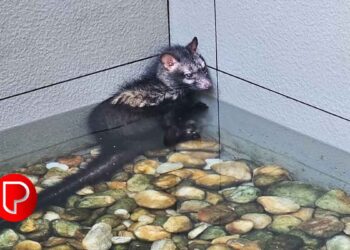 താമരശ്ശേരിയിൽ വീട്ടിലെ അലങ്കാര മത്സ്യ ടാങ്കിൽ കുടുങ്ങിയ മരപ്പട്ടിയെ രക്ഷപ്പെടുത്തി.