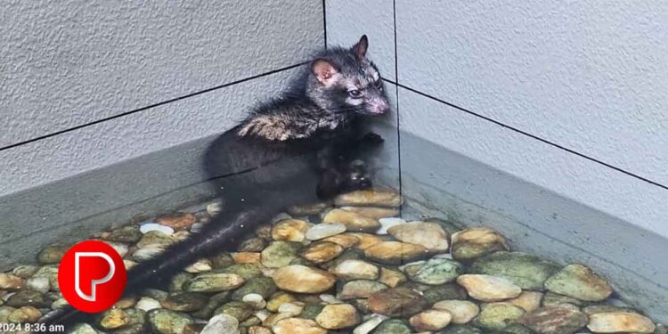 താമരശ്ശേരിയിൽ വീട്ടിലെ അലങ്കാര മത്സ്യ ടാങ്കിൽ കുടുങ്ങിയ മരപ്പട്ടിയെ രക്ഷപ്പെടുത്തി.