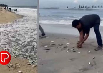 കോഴിക്കോട് മത്തി ചാകര; ബീച്ചിലെത്തിയവരെല്ലാം മടങ്ങിയത് കവർ നിറയെ പിടക്കുന്ന മത്തിയുമായി