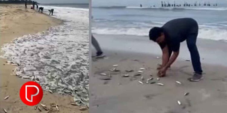 കോഴിക്കോട് മത്തി ചാകര; ബീച്ചിലെത്തിയവരെല്ലാം മടങ്ങിയത് കവർ നിറയെ പിടക്കുന്ന മത്തിയുമായി