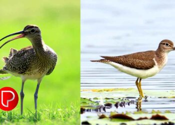 കടലുണ്ടി പനയമാട്ടില്‍ ദേശാടന പക്ഷികള്‍ എത്തി