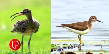 കടലുണ്ടി പനയമാട്ടില്‍ ദേശാടന പക്ഷികള്‍ എത്തി