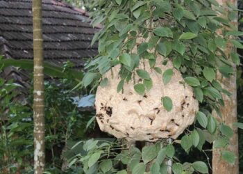 ഓമശേരിയിൽ തൊഴിലുറപ്പ് തൊഴിലാളികള്‍ക്ക് ജോലിക്കിടെ കടന്നല്‍ കുത്തേറ്റു